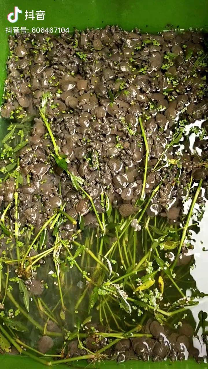 越热越爱去挑战 家有萌宠 萌宠 安徽 安徽芜湖 河南南阳 甲鱼苗就是