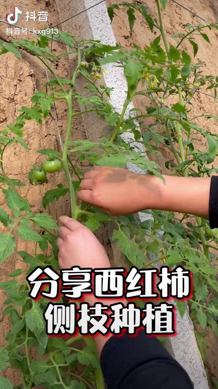 番茄怎么种植方法视频(西红柿的种植方法和注意事项)