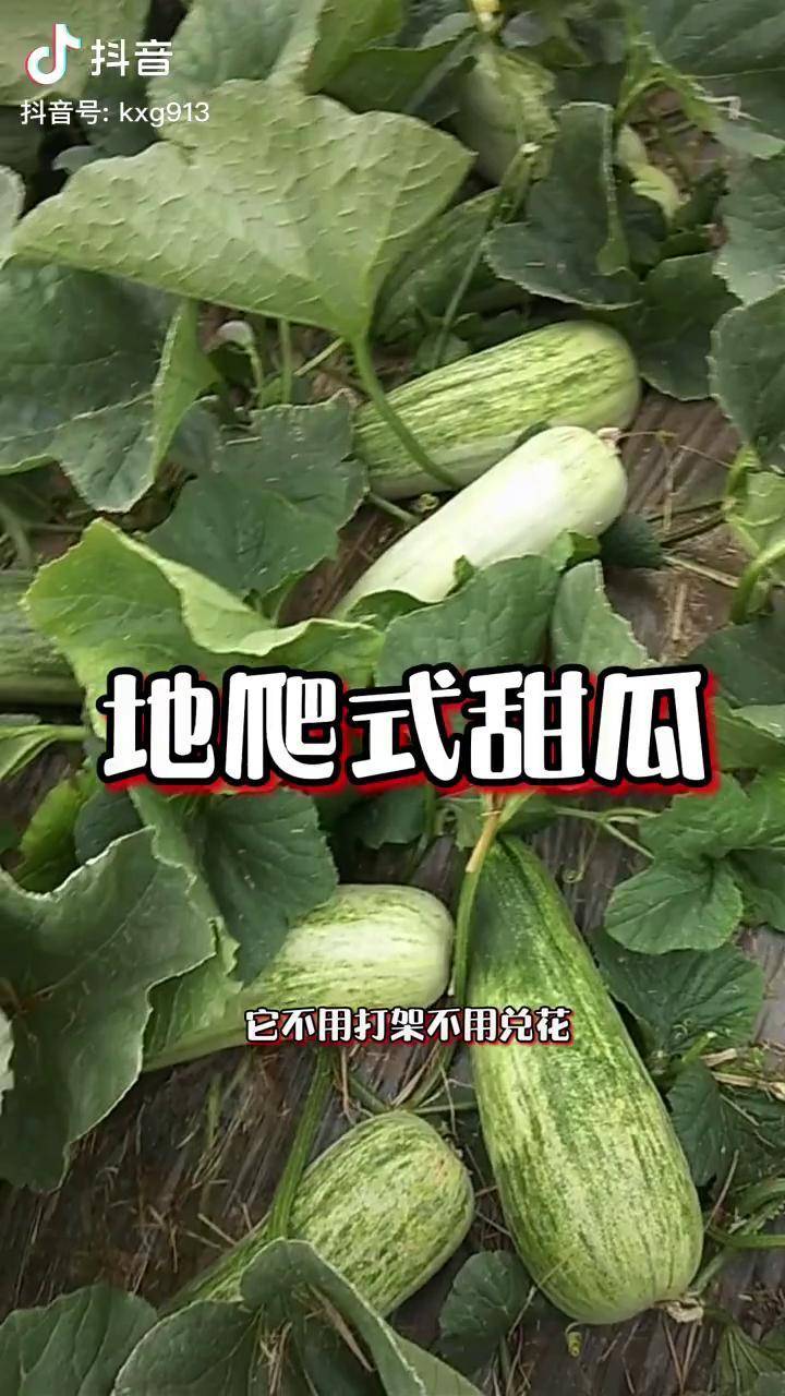 不搭架不兑花不用管理不打岔开心吃饭羊角蜜甜瓜农业种植