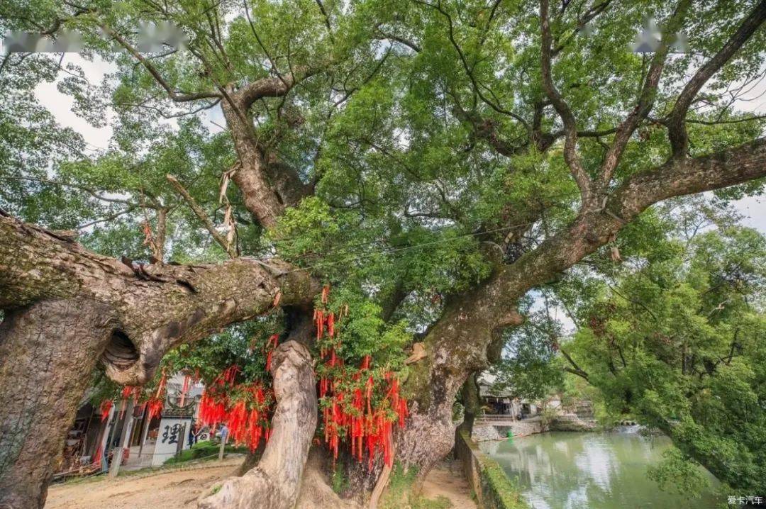 67天下第一樟严田古樟江西婺源