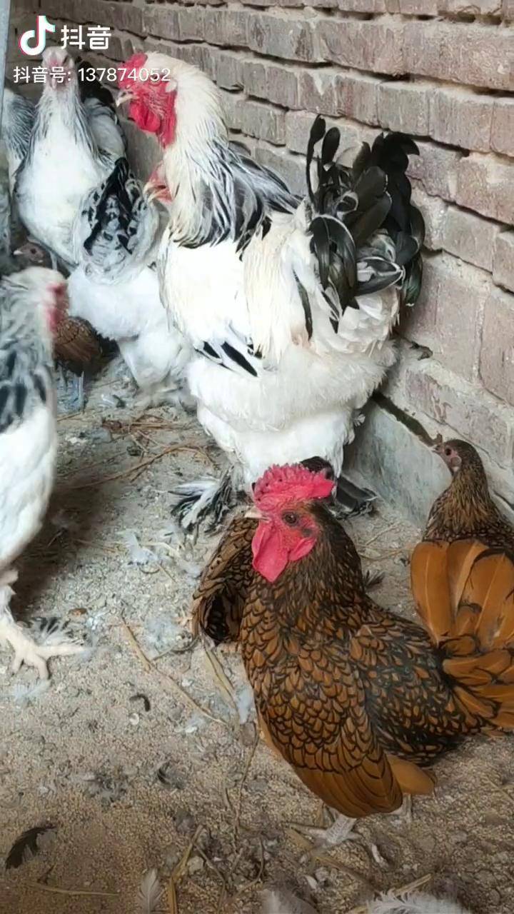 几斤的鸡和几十斤的鸡比一比谁能赢趣看动物