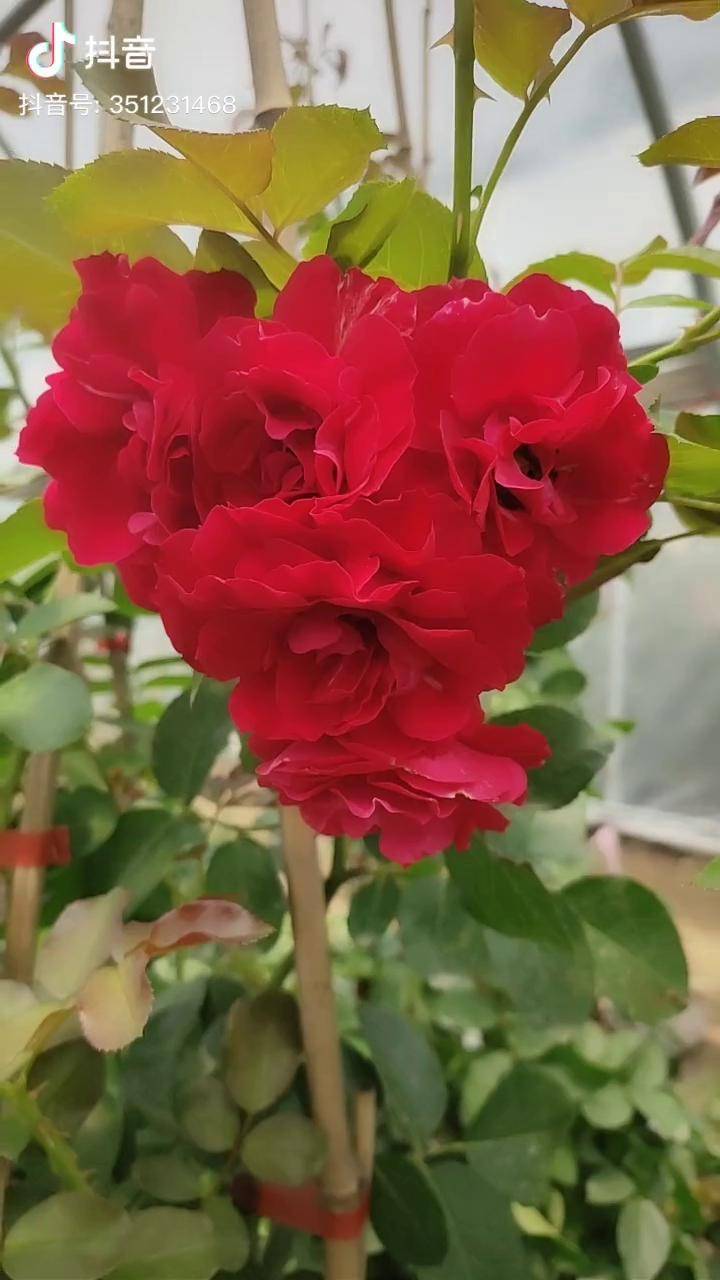 三季红月季现已开花