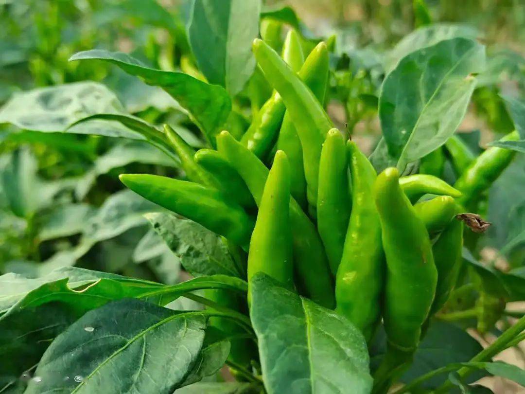 白桥镇:朝天椒丰收在望,即将带来红火好日子_种植