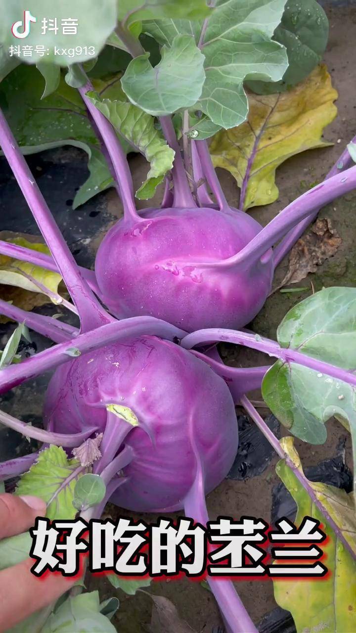好吃的苤兰菜家庭小菜园你也种一些吧种菜蔬菜