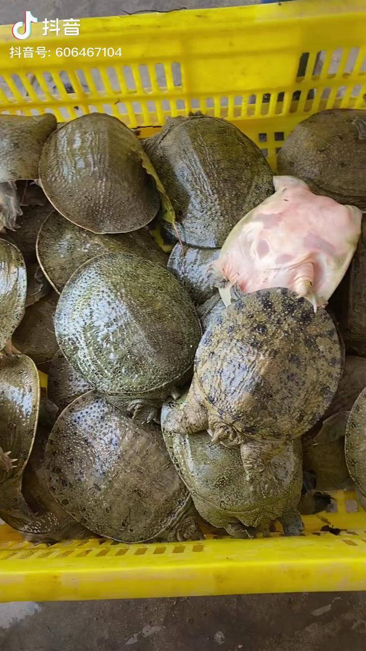 鱼塘冷水养殖的甲鱼苗虾塘藕塘鱼塘都可以套养增加附加收入资源充分