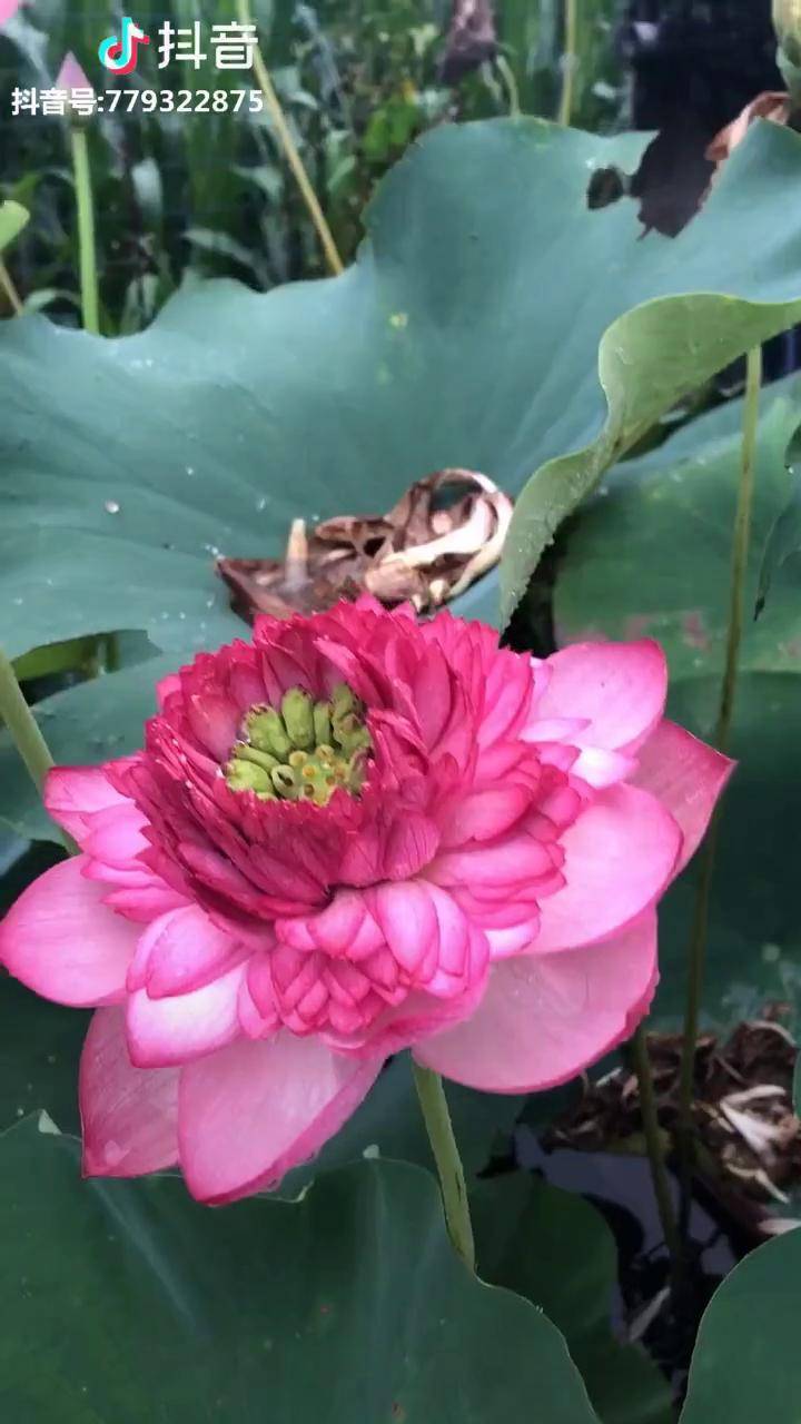 盆栽荷花品种名光岳楼