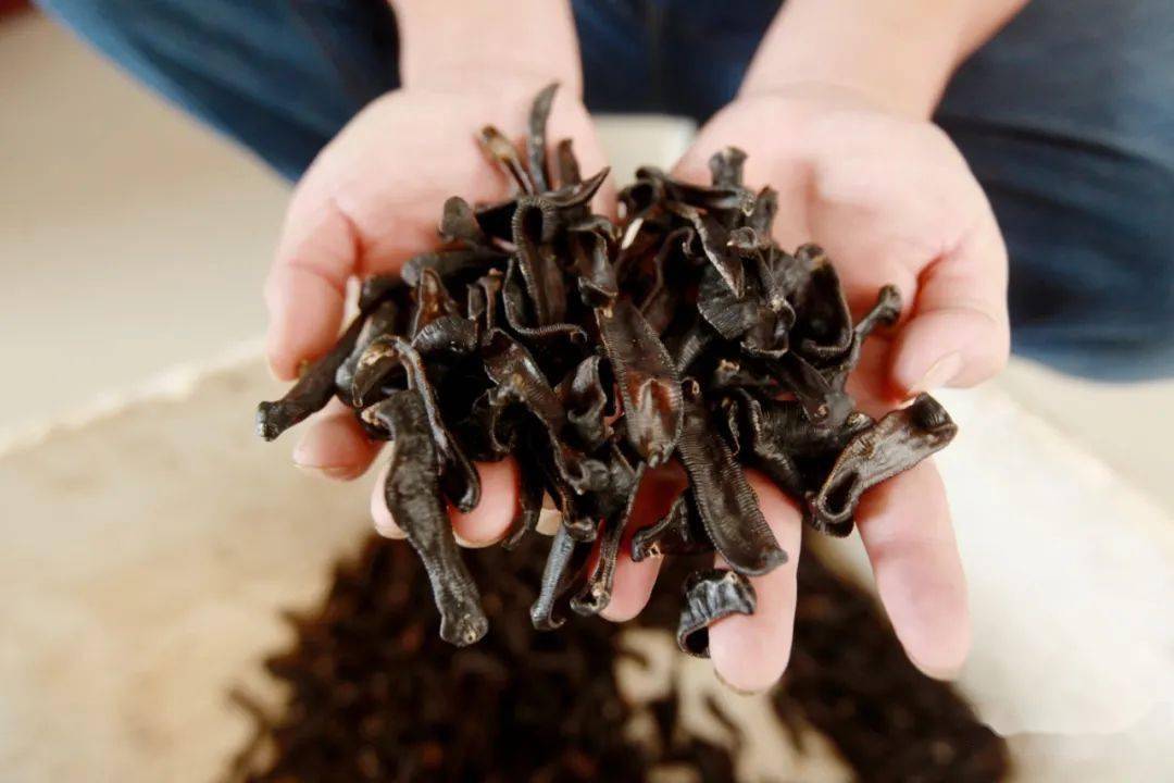 养鱼,养虾,养螃蟹…还有人养这!竟还"蛭"富了