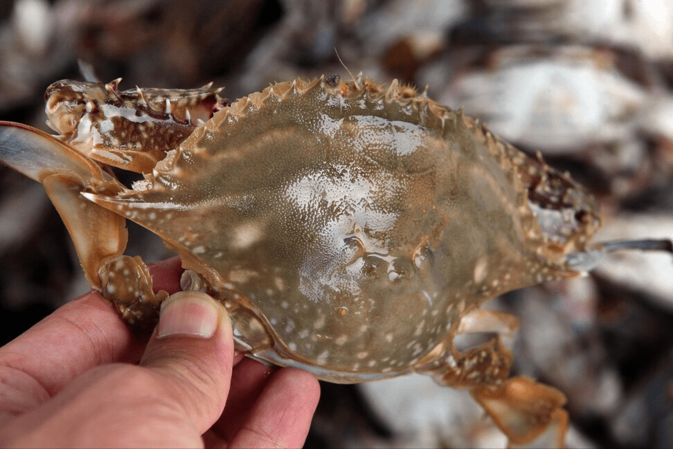 2,看腹部纹路及形态拿一个螃蟹在手上,翻过来看一下它的腹部,首先看一