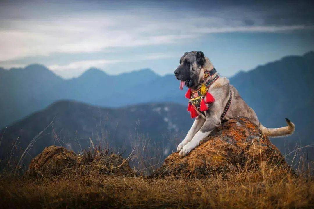 坎高犬图片大全图片