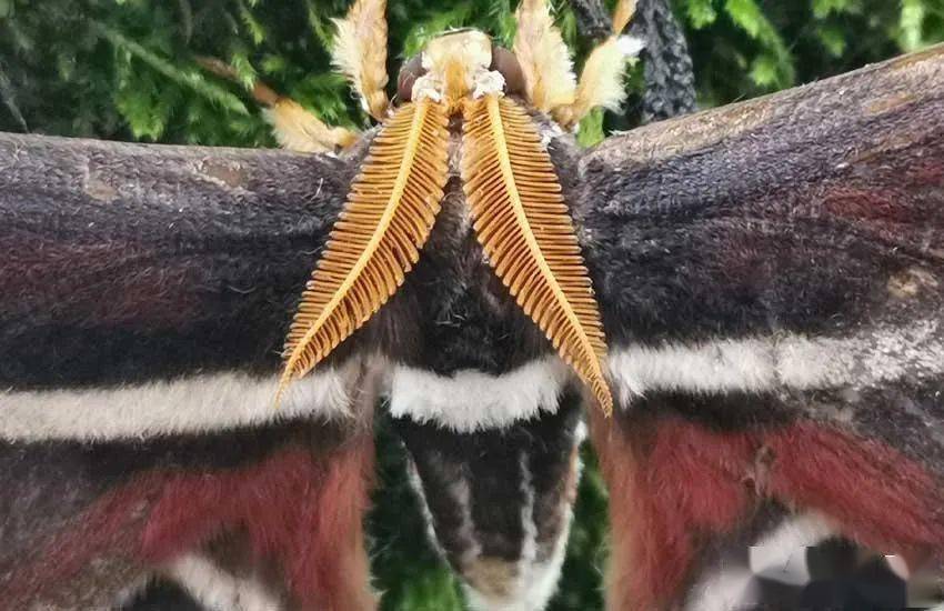 翅膀上长有两个蛇头这种飞蛾你见过吗