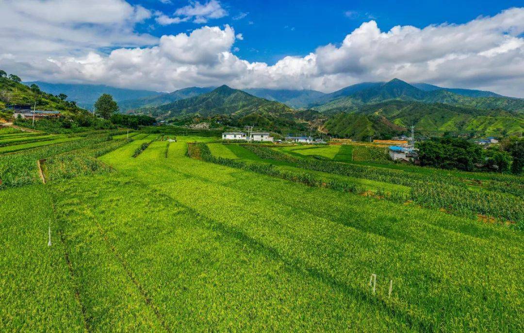 乡村振兴看仁和丨稻花香 鱼儿肥 仁和秋天的美味——稻花鱼等你来摸!