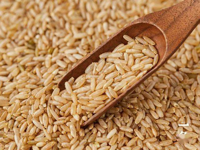 神奇的黄金芽米好吃有营养