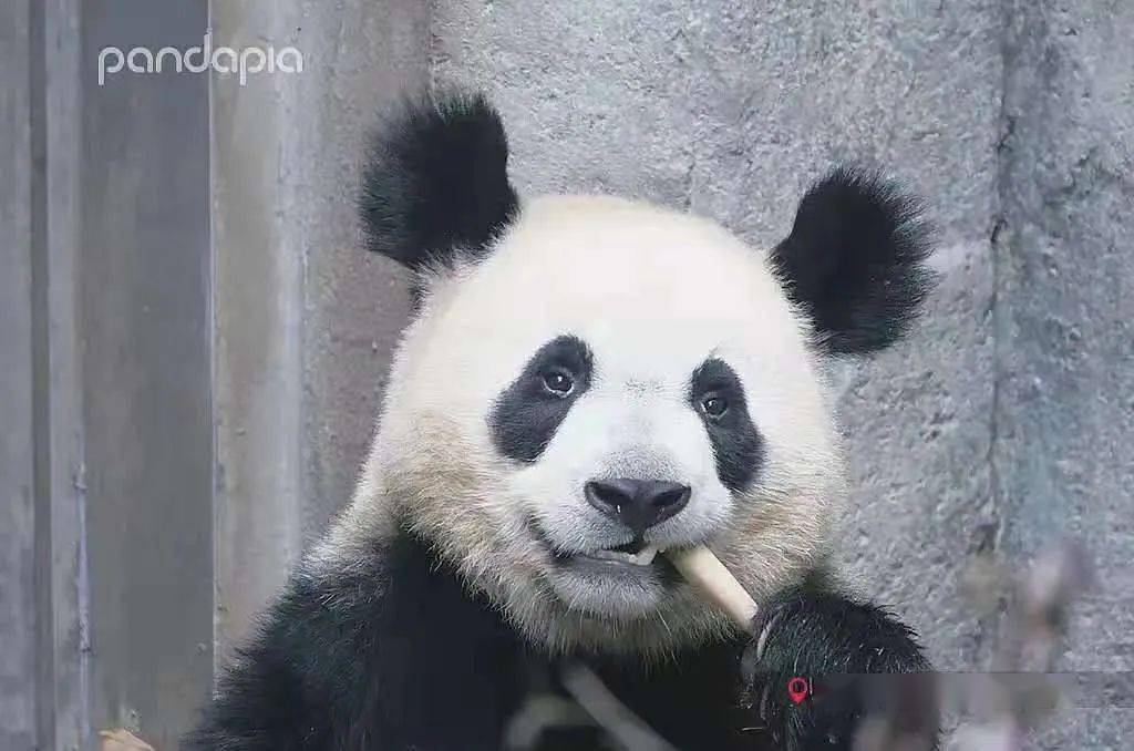 太子熊金宝弟弟它可是成都大熊猫繁育研究基地的一看就不好惹这小造型