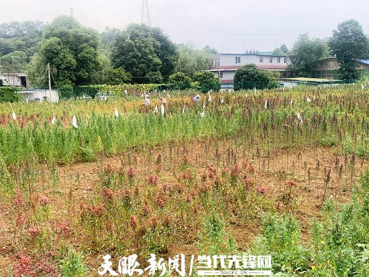 旱地|【走进乡村振兴一线】旱地长出“金果果”丨省农科院旱地特色粮食作物科研成果丰硕