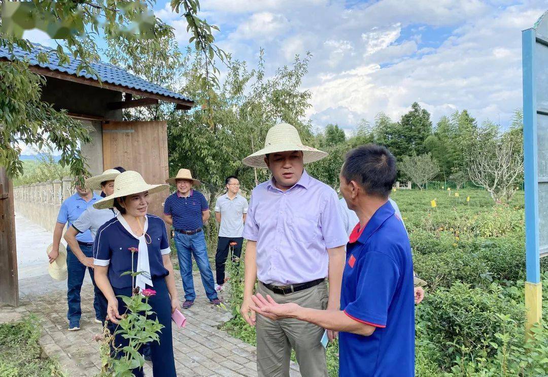 再学习再调研再落实丨南平市副市长何明星深入漳墩调研白茶产业