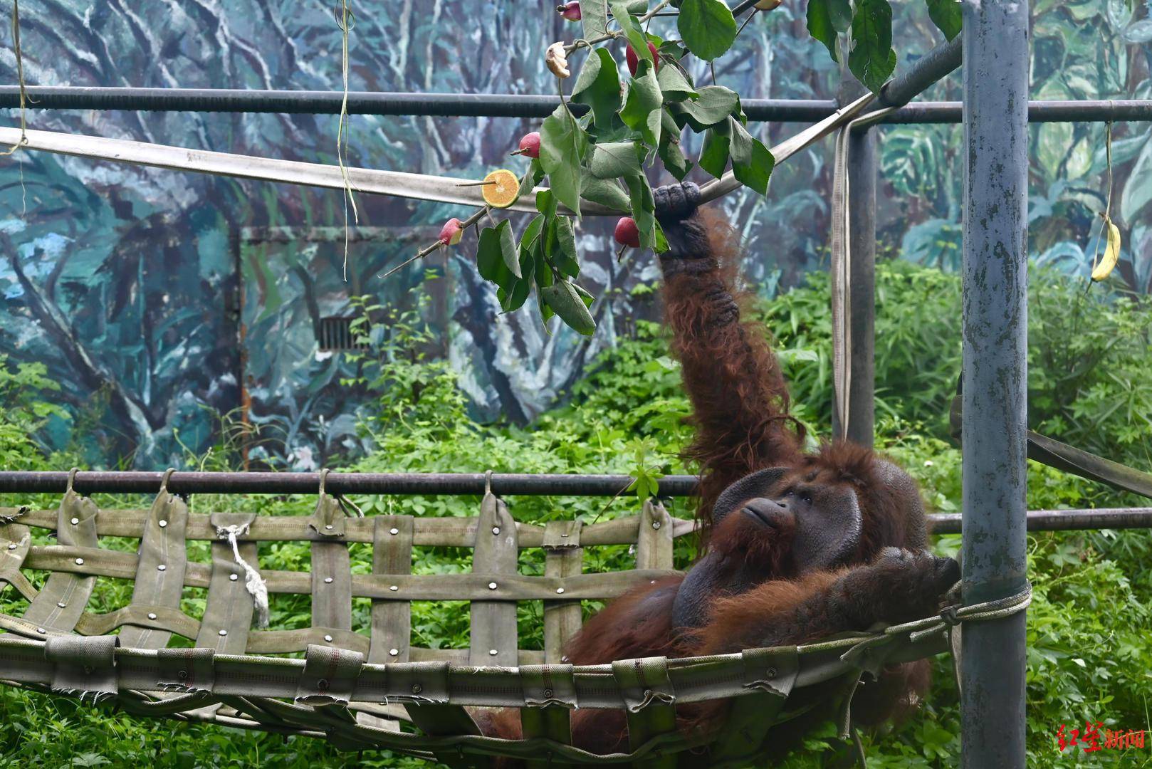 国际红毛猩猩日去看“播谊”：今年26岁啦~喜欢吃芒果火龙果