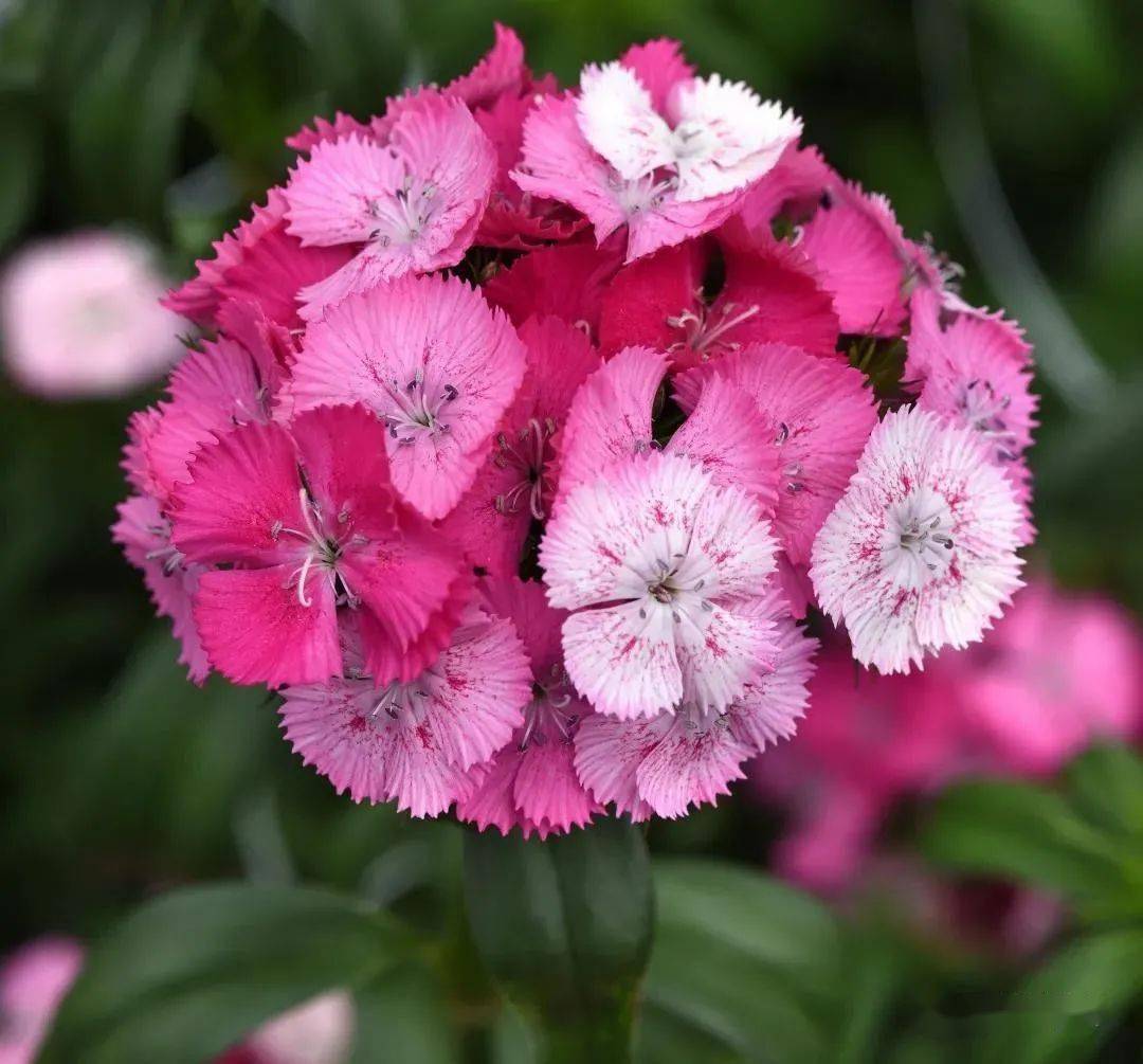 秋播季多用途膝高型石竹品种送给你下