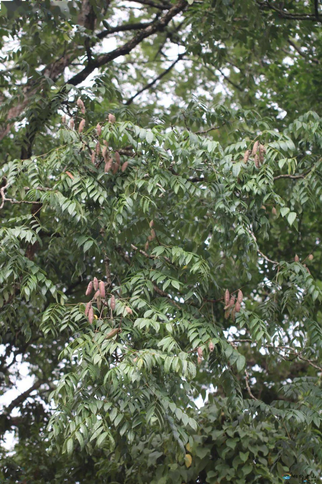 文山州新记录麻栗坡首次发现新物种肥皂荚