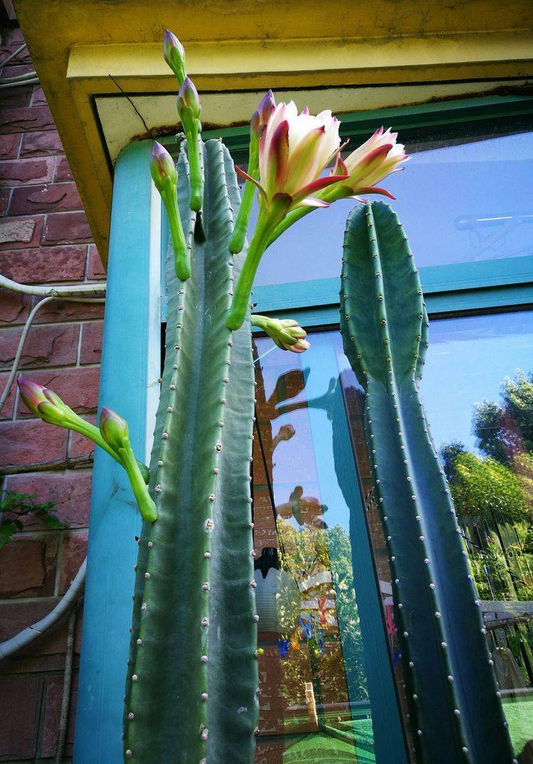 人家的量天尺开花到6楼你家的装树3个手段耍起来花开满枝