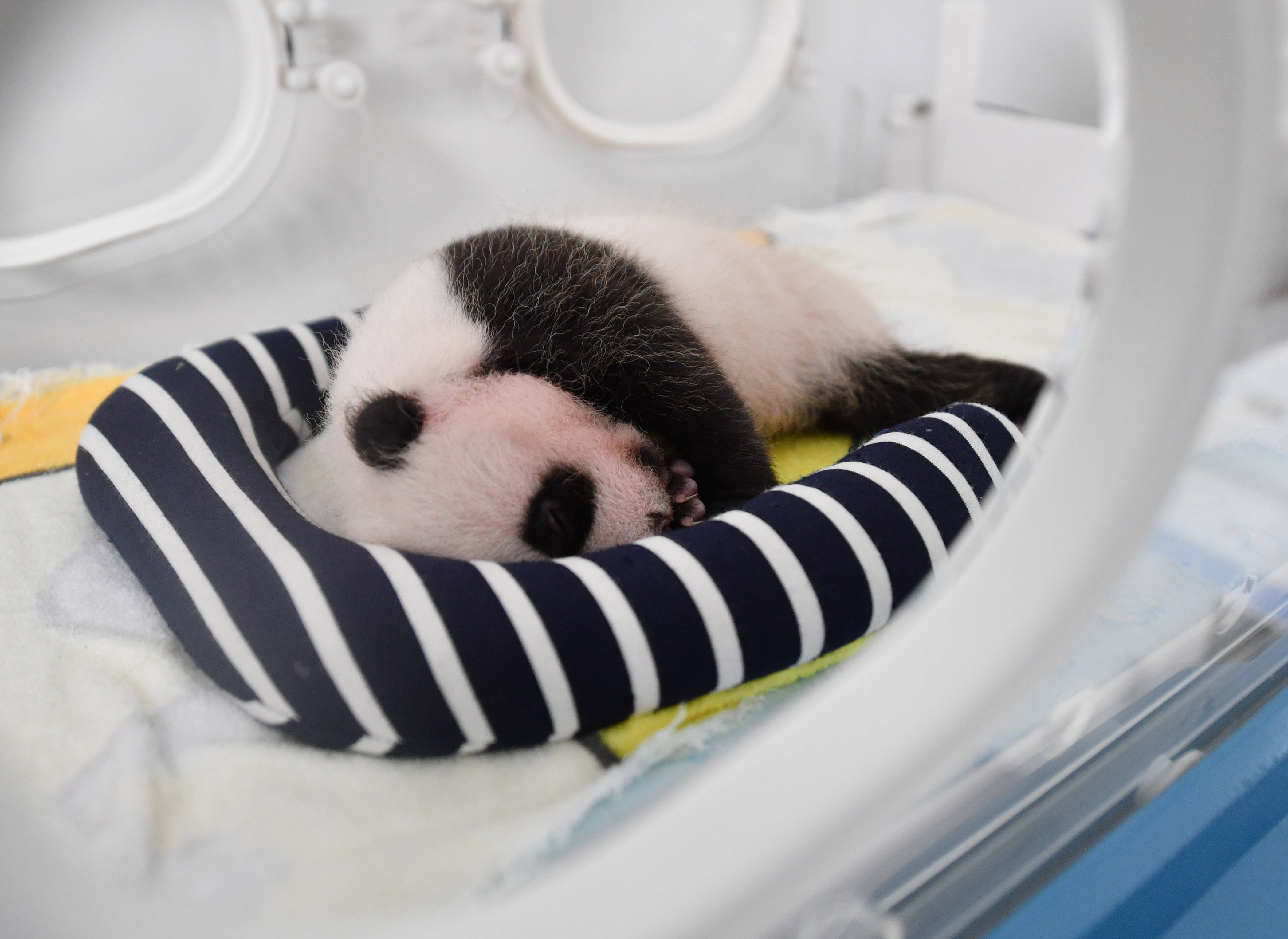 秦岭大熊猫宝宝健康成长