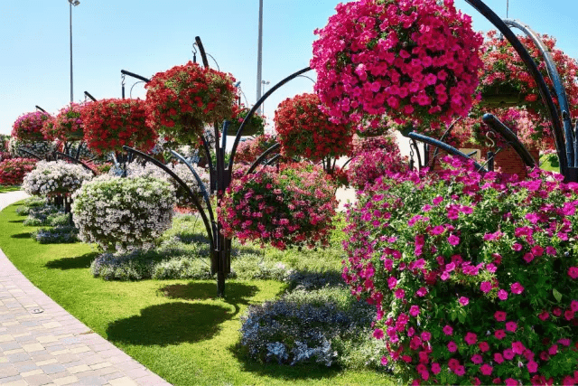 世界最美花卉排名 265b044316b5420cbdf1ae23a4e67ab3.png