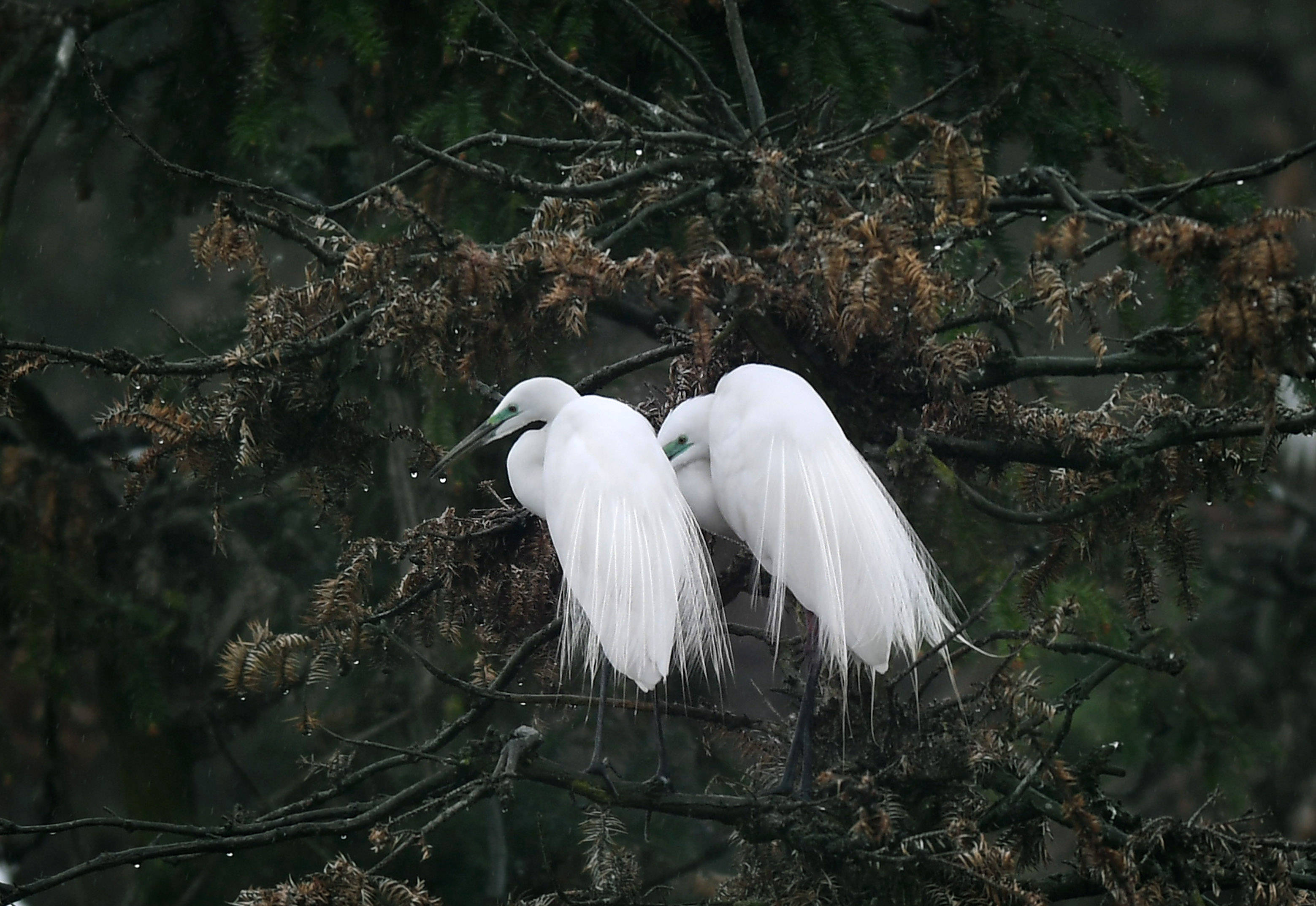 象山白鹭的"中国日记"