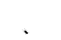 微信上蟑螂爬动态图图片