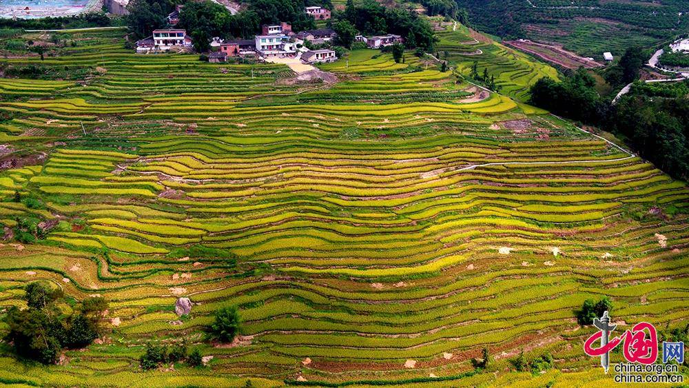 are|Picturesque terraced fields harvest time