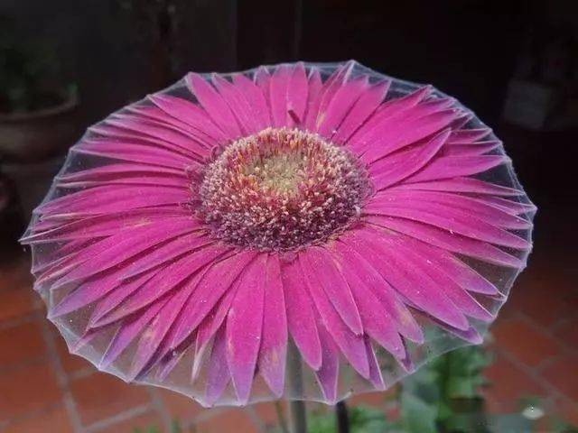 草地上的雪看起来就像一张床垫.7.自带心形的猫咪.6.