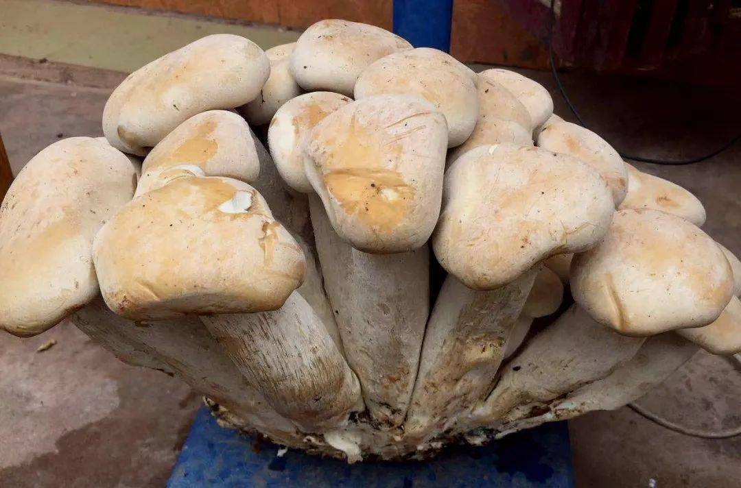 罕见!祥云发现20多公斤野生菌王