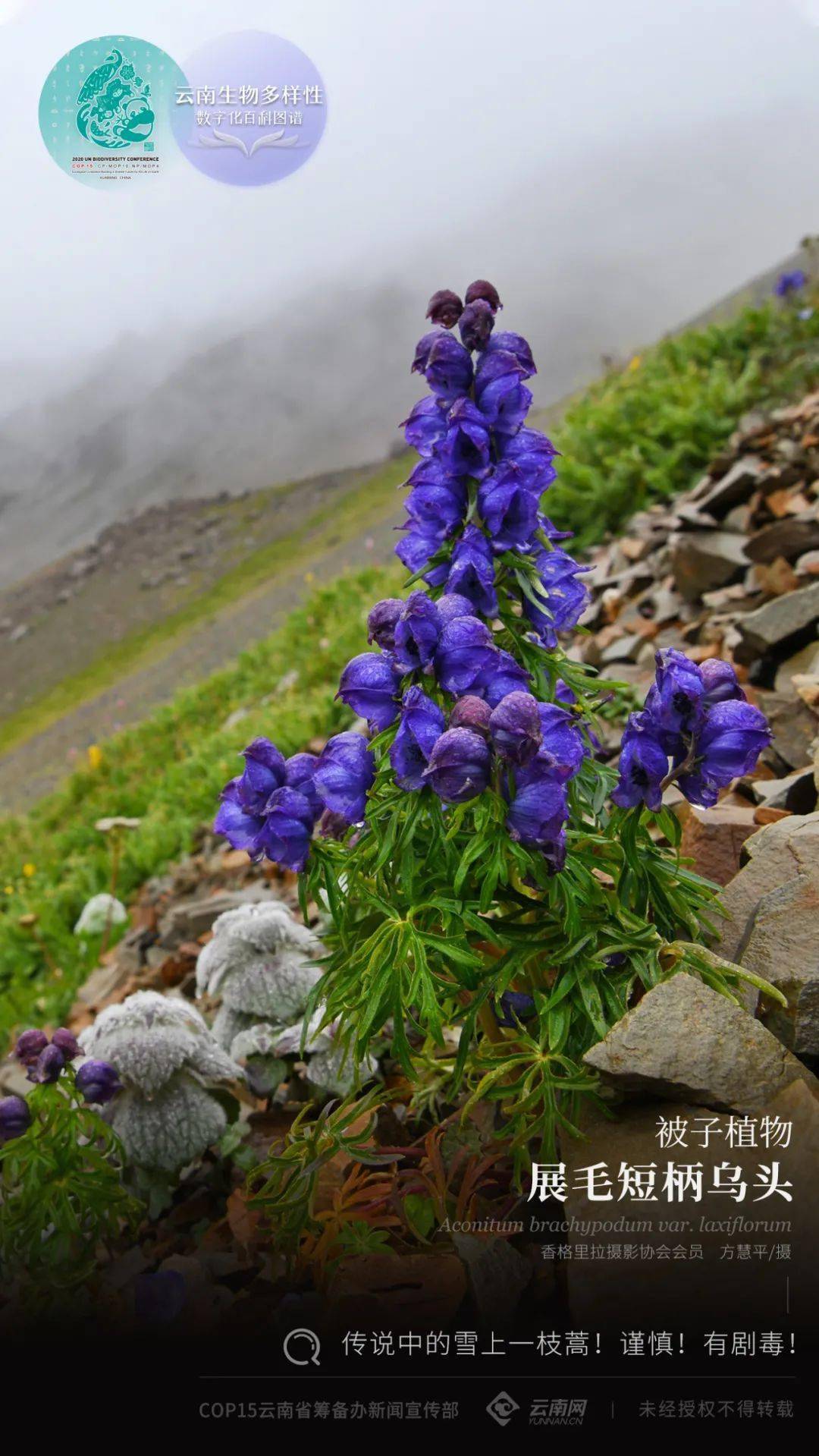 【雲南生物多樣性數字化百科圖譜】被子植物·展毛短柄烏頭:傳說中的