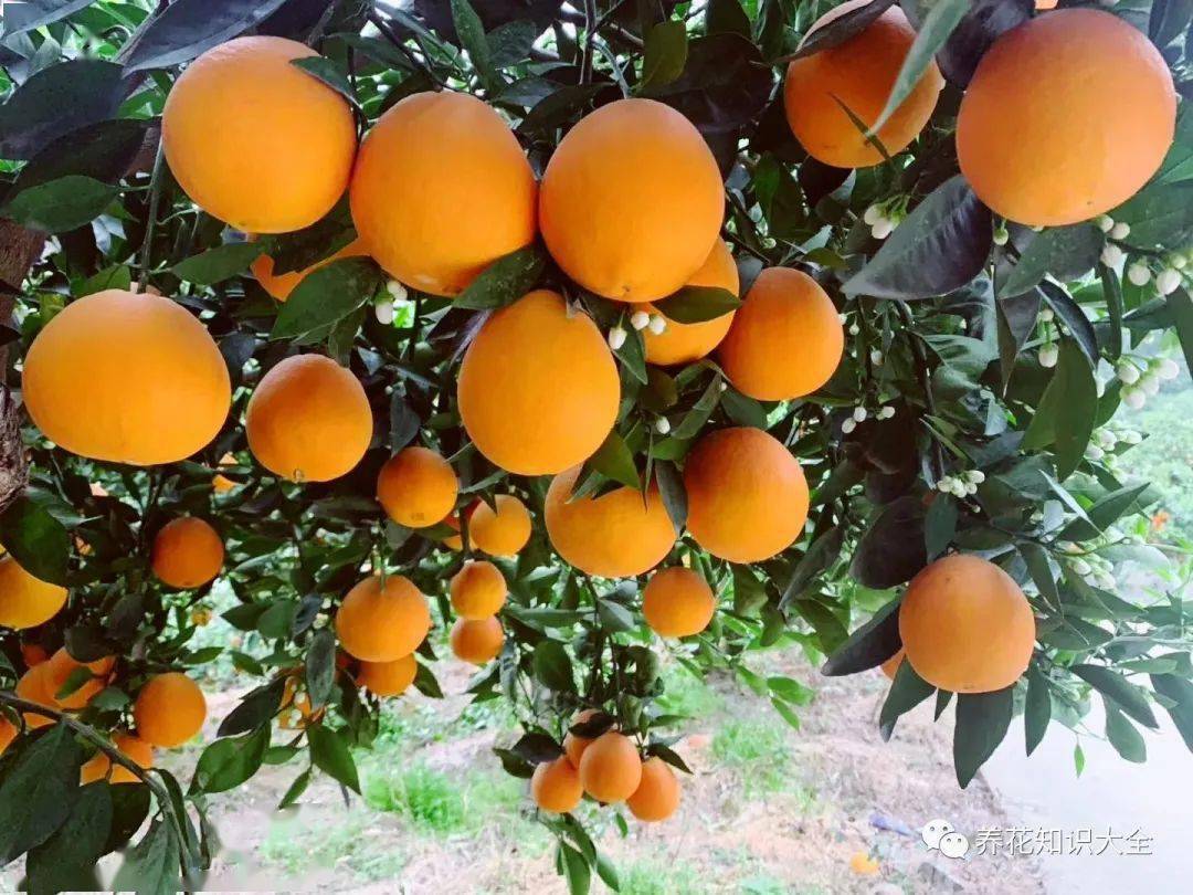送橙子代表什么内涵 送橙子的爱情含义