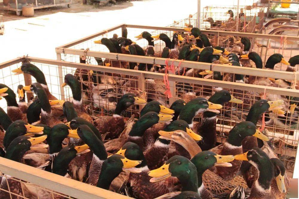 广西人 中元节你买鸭鸭了吗?南宁农贸市场的青头鸭已经卖爆