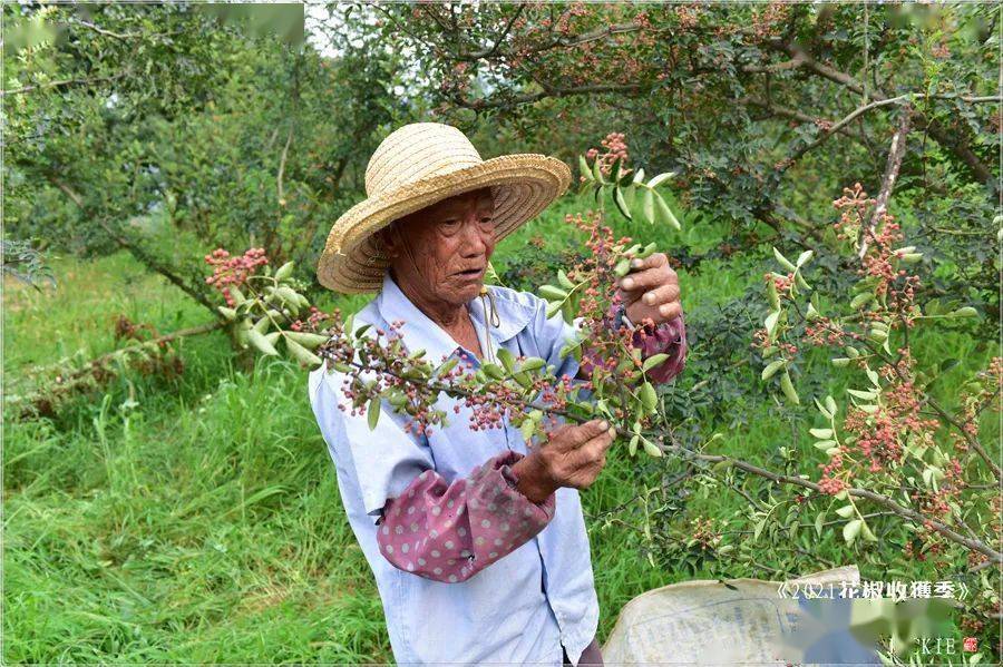 屈伟力2021花椒收获季最美的人儿摄影图片视频辑