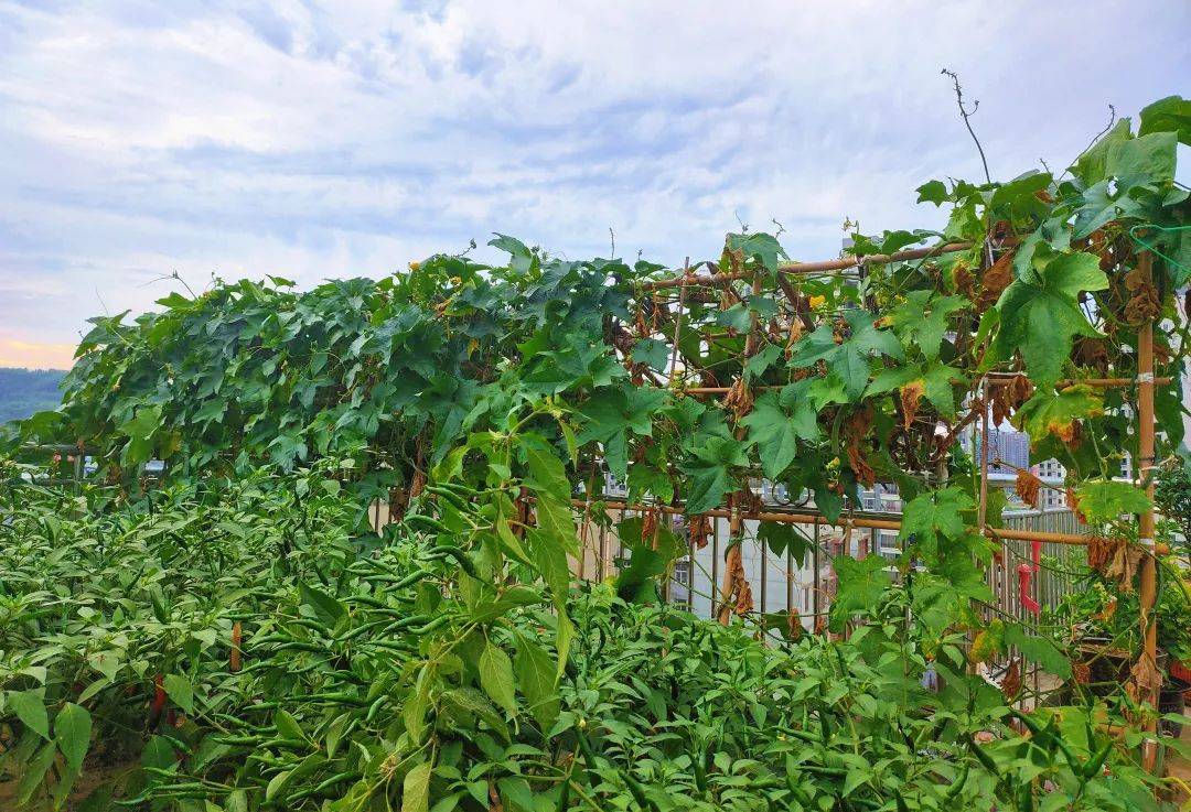 它们又花又绿安康人家家都该有959关注