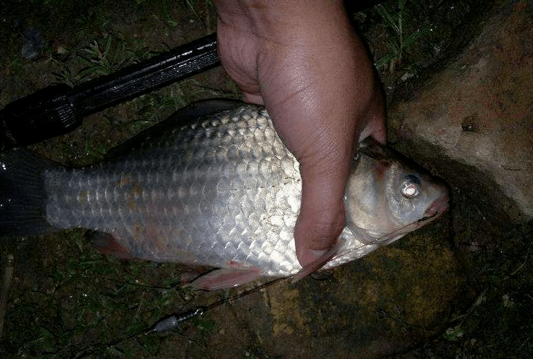 饵料味型决定夜钓成败,钓深浅决定鱼获多少,说说夜钓的那些事_天黑