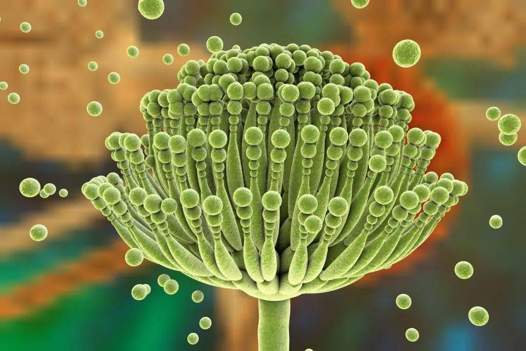 青霉菌对人体有害吗图片