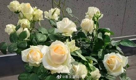 有毒|涨知识！这些花的香味有毒