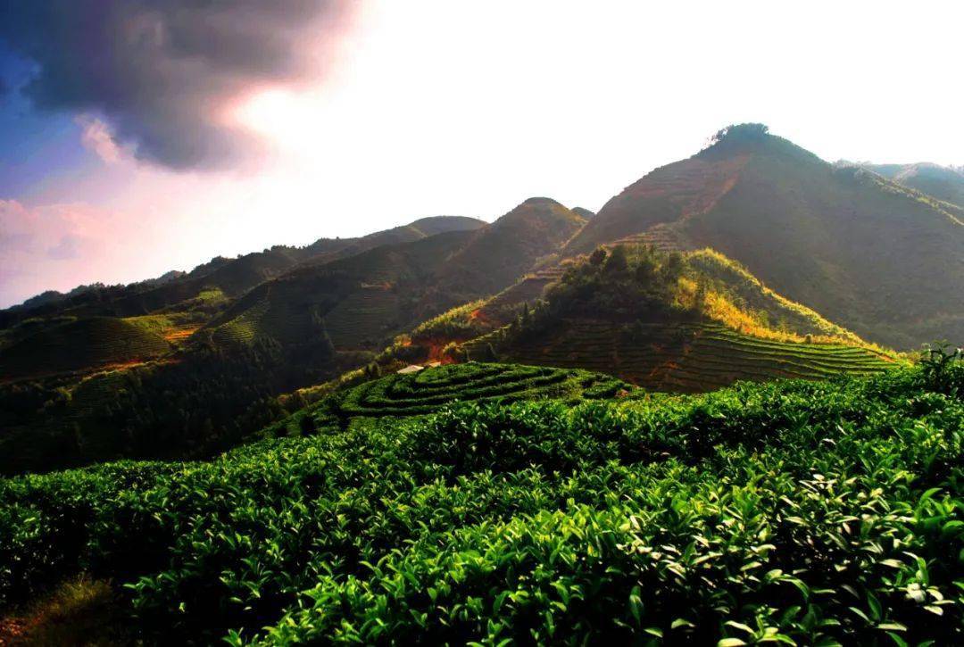 近年來,大田縣為加快茶旅融合,大仙峰茶美人景區成功創建國家4a