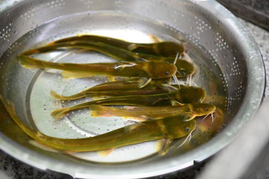 这种鱼野生的很贵,有时候花钱也买不到