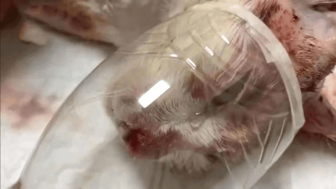 猫遭遇车祸如何超度-猫咪出车祸了怎么样才能让他复活