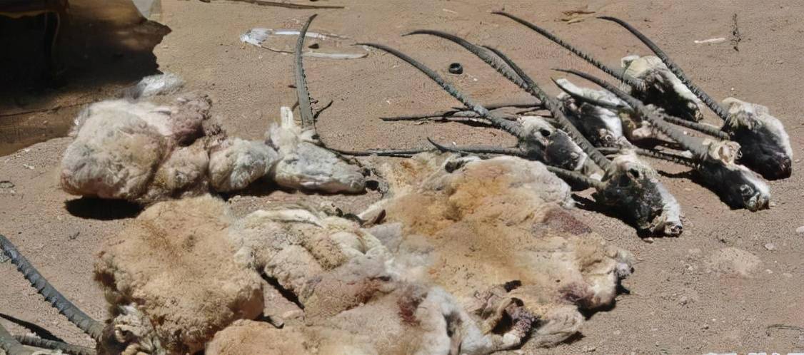 沙图什——尊贵和美丽背后的残忍掠杀