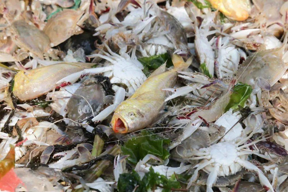 往东去,乐清的海岛&海鲜在等你!