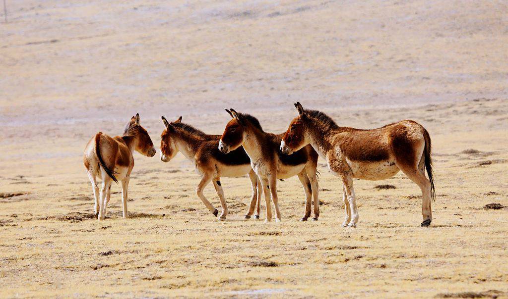 大美三江源:青藏高原腹地的"野生动物王国"_视觉