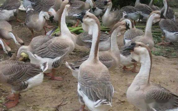 狮头鹅要养多久狮头鹅有几斤狮头鹅公母区别图片