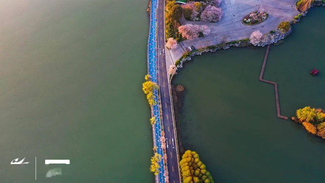 魅力江苏最美体育2021全省最美跑步线路十里芳堤樱花跑道需要你的支持