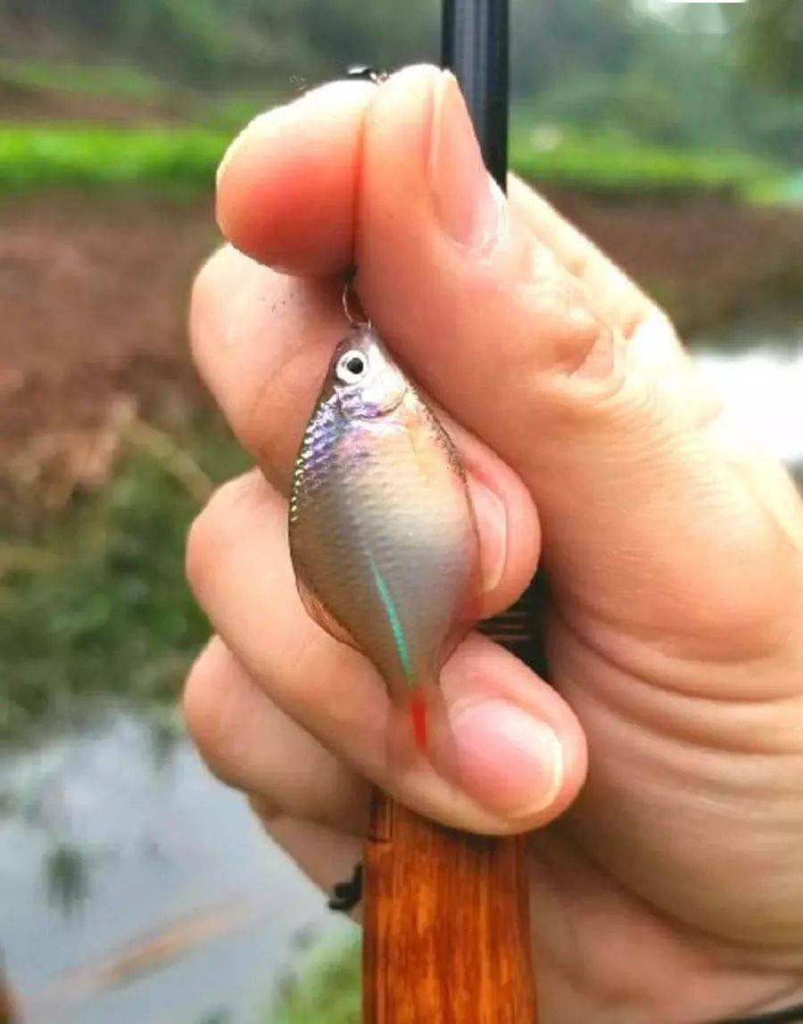 鳑鲏鱼最大长多少公分 10cca30a43a146929e528125591f1f68.jpeg