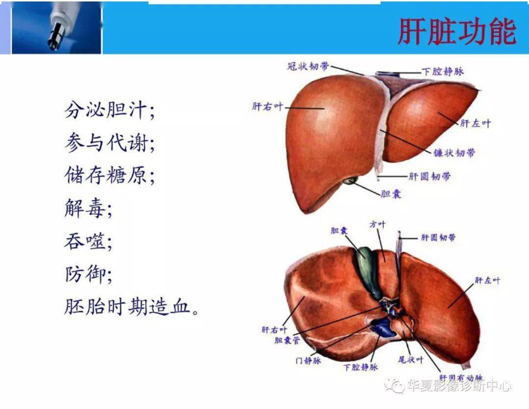 肝脏的结构图及名称图片
