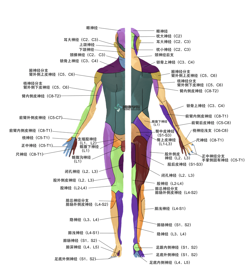 好书荐读脊神经功能评估与解剖学分析