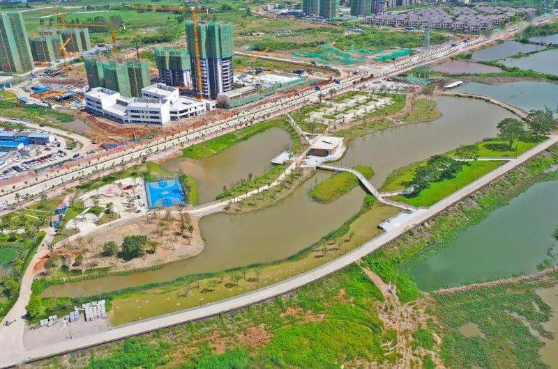 清水绿岸白鹭成群阳东这个滨河湿地公园又有新动作